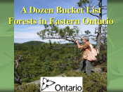 A Dozen Bucket List Forests in Eastern Ontario