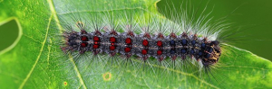 News Release - European Gypsy Moth Fact Sheet