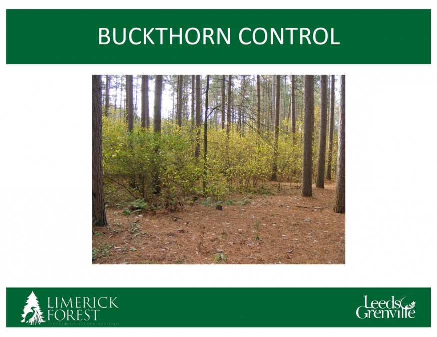 Limerick Forest - Buckthorn Control Trial